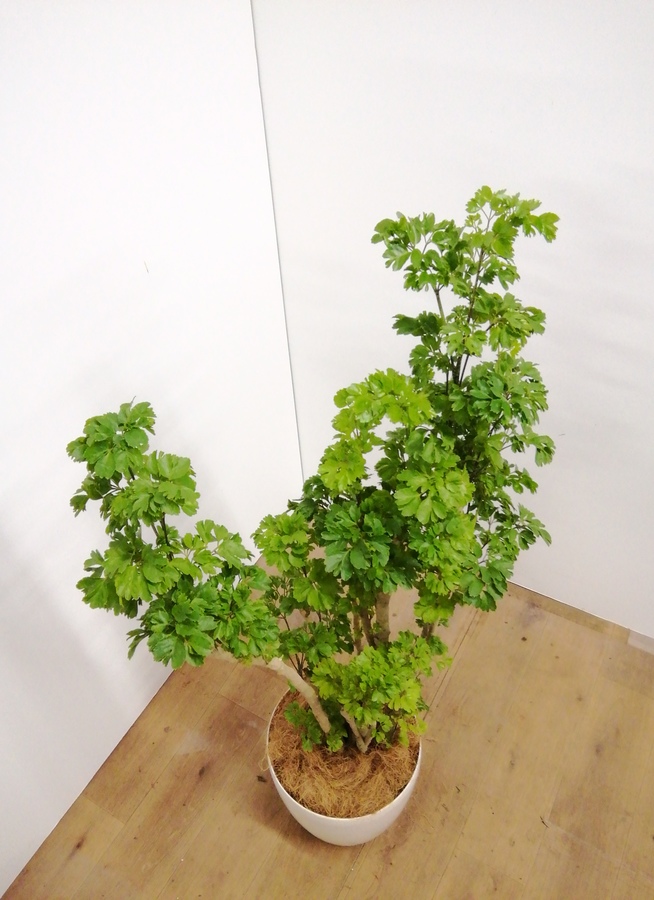 正規店仕入れの 現品 個性的樹形 ポリシャス バタフライ H108cm 7号鉢 観葉植物 タイワンモミジの仲間 バルフォリアナ ポリスキアス 現品 最適な価格 Ligne2mire Net 正規店仕入れの 現品 個性的樹形 ポリシャス バタフライ H108cm 7号鉢 観葉植物 タイワンモミジの仲間 バルフォリアナ ポリスキアス 現品 最適な価格 Ligne2mire Net