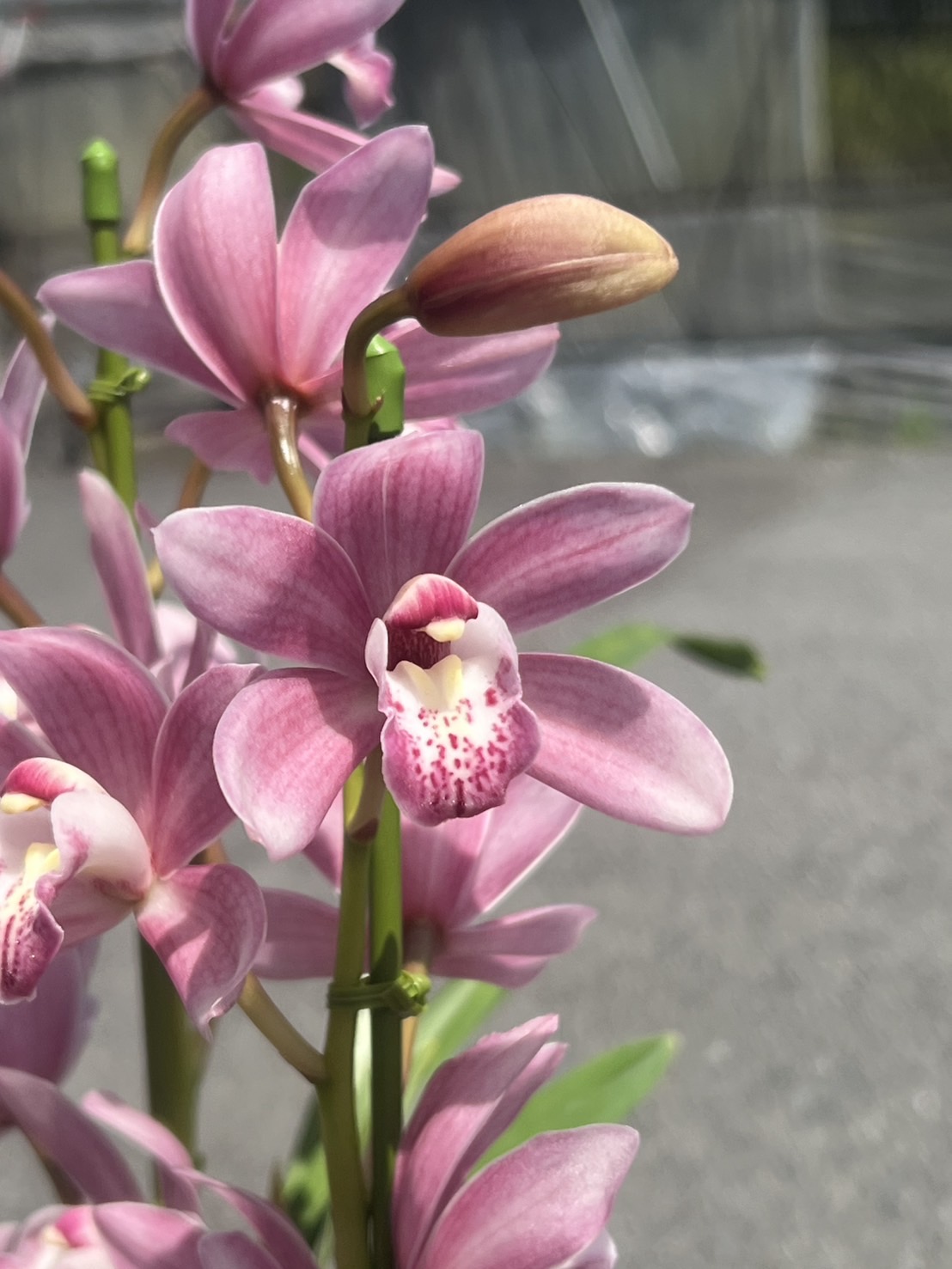 産地直送 シンビジウム ミニ ピンク【ありがとう】 2本立ち 標準陶器鉢