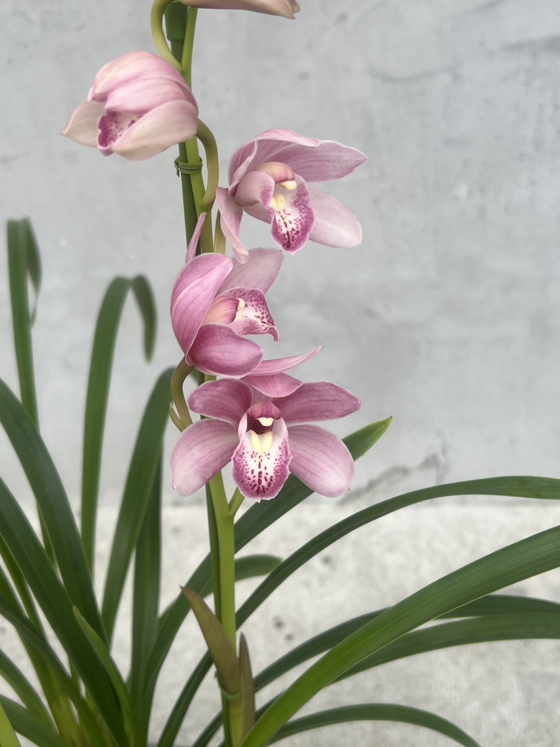 専用 ピンクシンビジューム3本立ち クレイフラワー シンビジューム ピンク系 6号 3本立 ギフト仕様｜洋蘭04-PA | ギフト