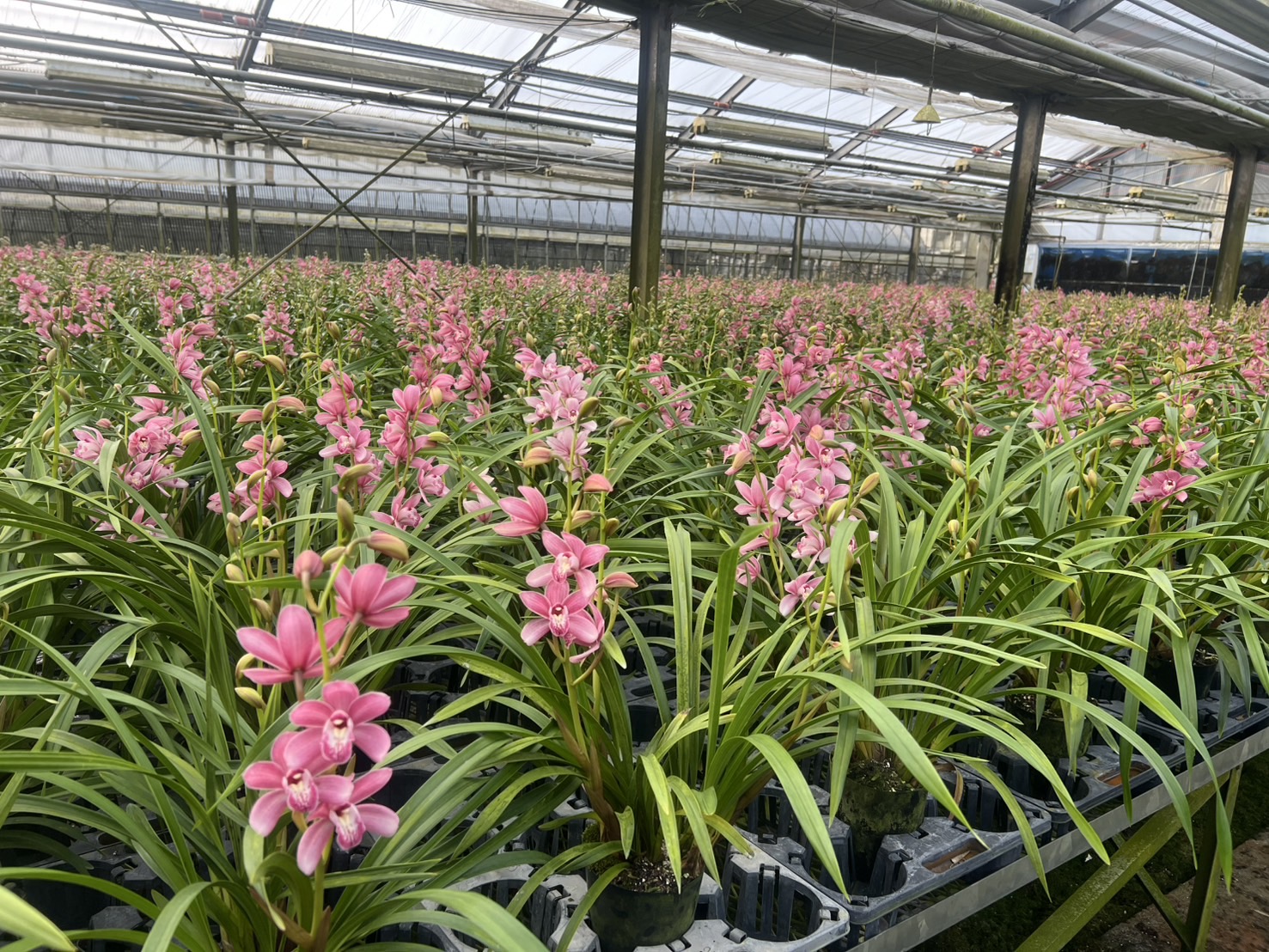 専用 ピンクシンビジューム3本立ち クレイフラワー Amazon.co.jp: シンビジューム鉢植え 【ピンク色】3本立て ギフトに蘭