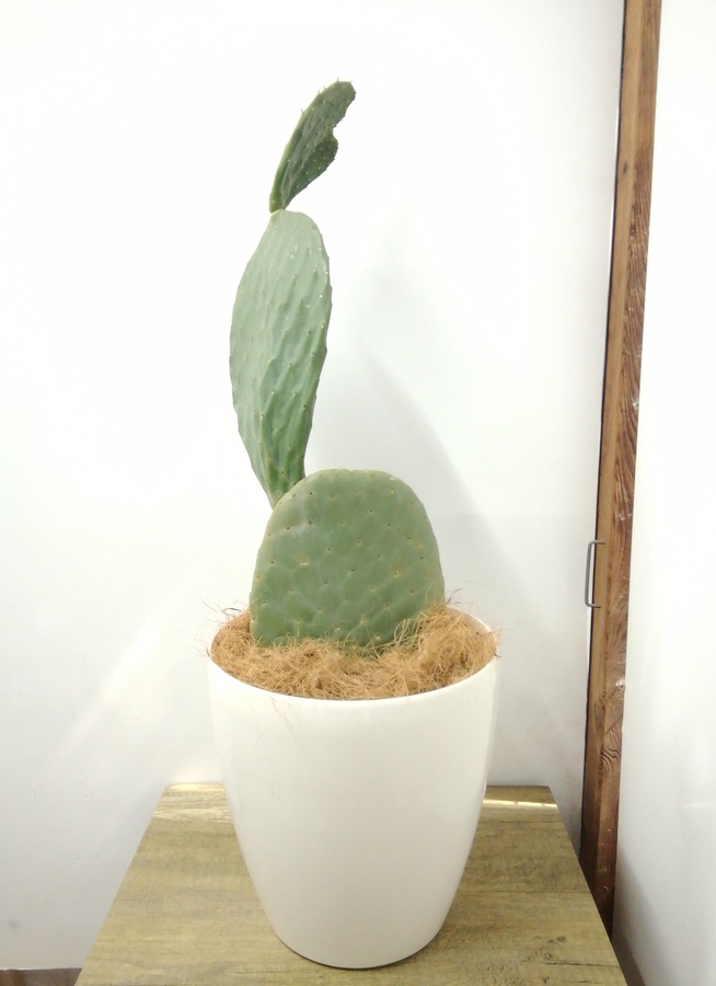 観葉植物 90cm ウチワサボテン 8号 観葉植物ならhitohana ひとはな