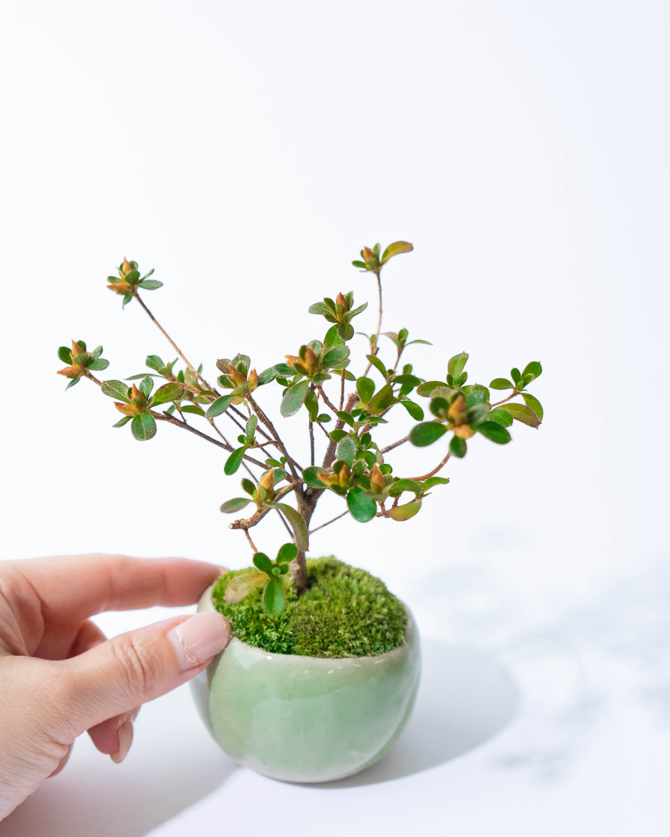 盆栽 太い株 山ツツジ自分でも自身ある1品です他にも古い株有りますよ 盆栽 鉢 苔付き山ツツジ株多数で迫力あり