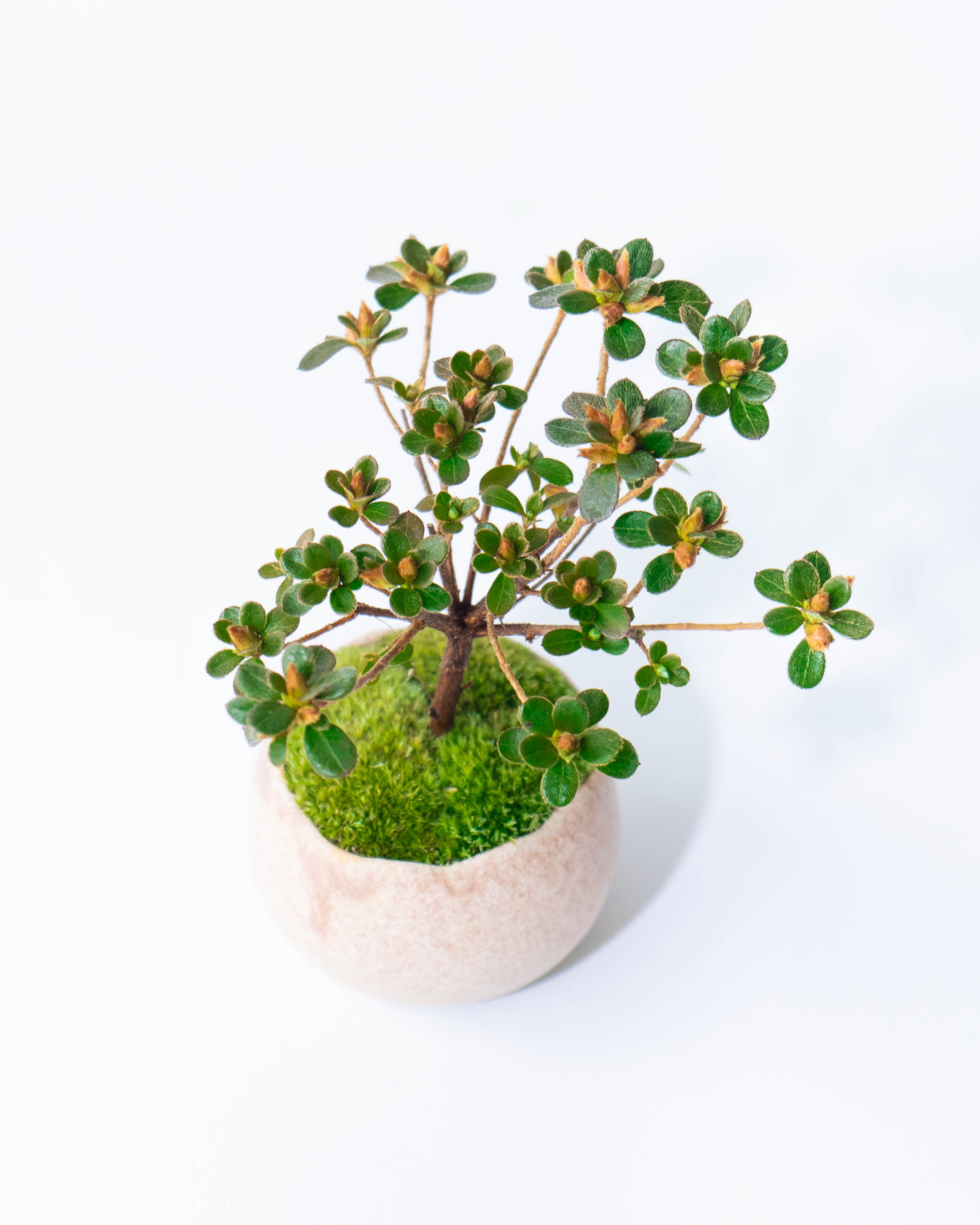 中型盆栽 緑色の葉 苔土山ツツジ株オレンジ花 中型盆栽 緑色の葉 苔土山ツツジ株オレンジ花