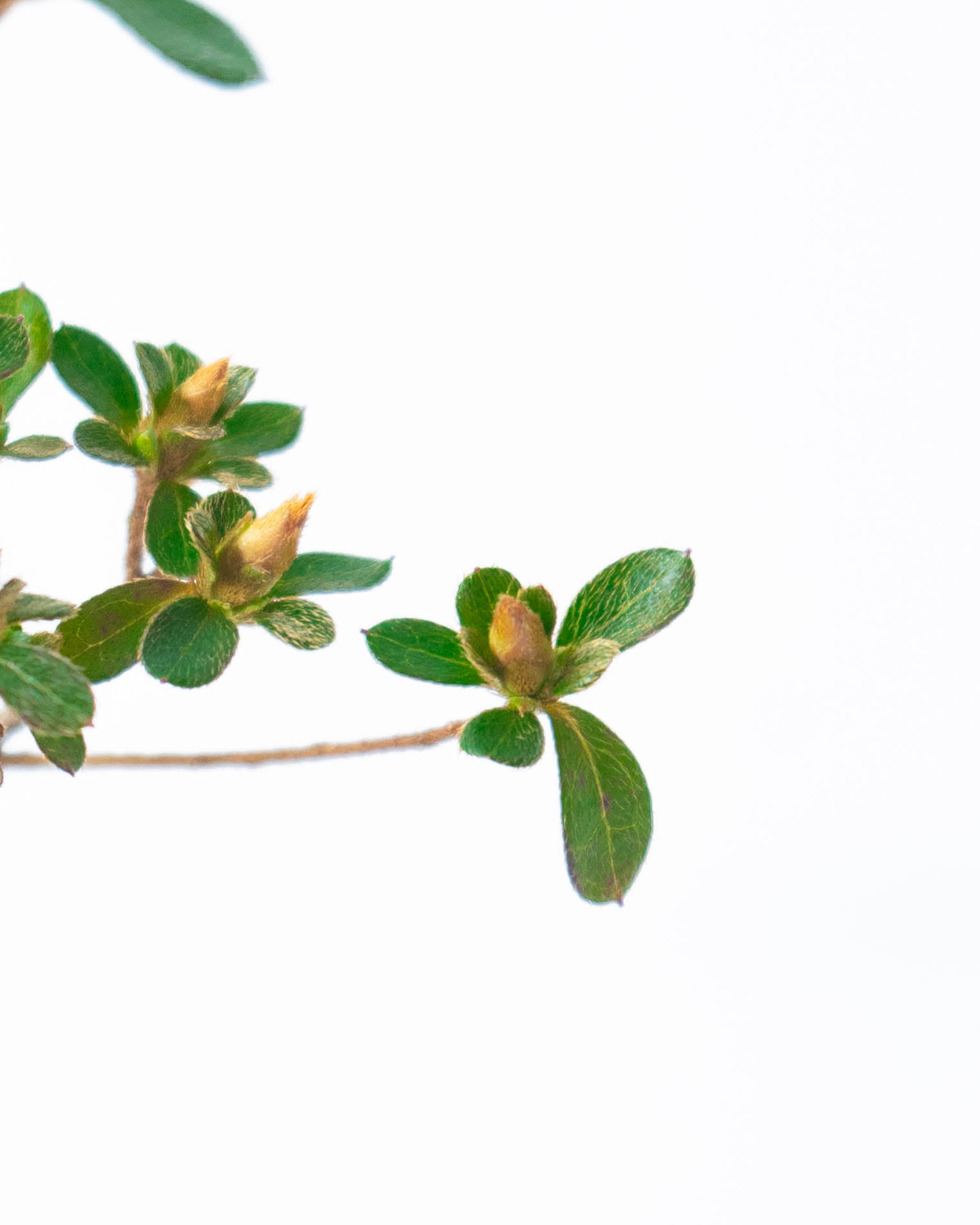 産地直送 盆栽 深山キリシマツツジ Mサイズ 鶴翁 鉢色 白／山形 石木花