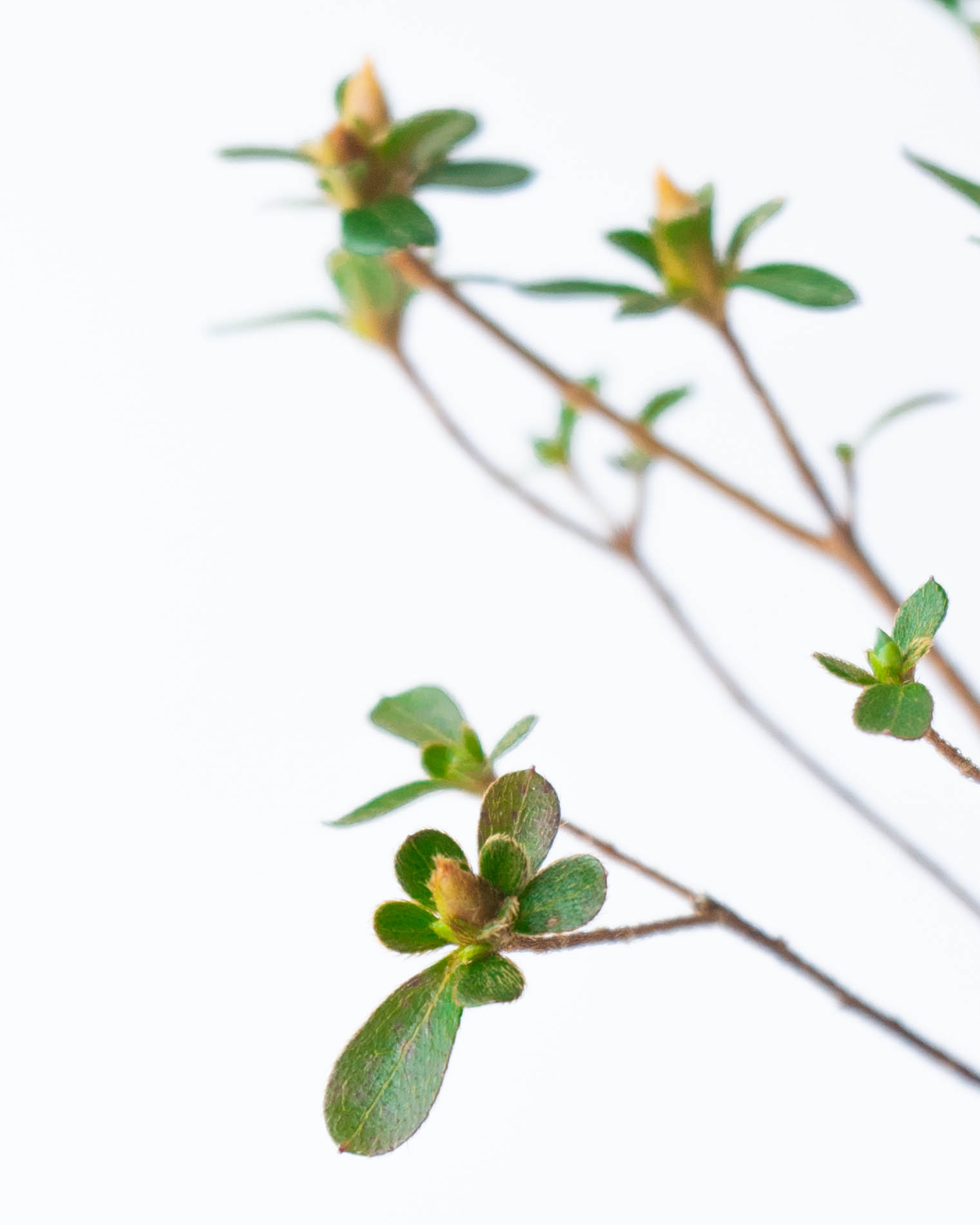 白花 ミヤマキリシマツツジ盆栽 産地直送 盆栽 深山キリシマツツジ Mサイズ 鶴翁 鉢色 白／山形 石木花