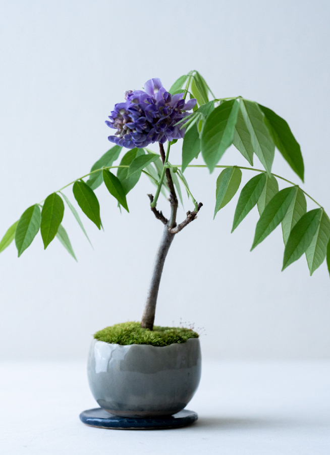 産地直送 盆栽 アメリカ藤 2Lサイズ 鉢色 白／山形 石木花からお