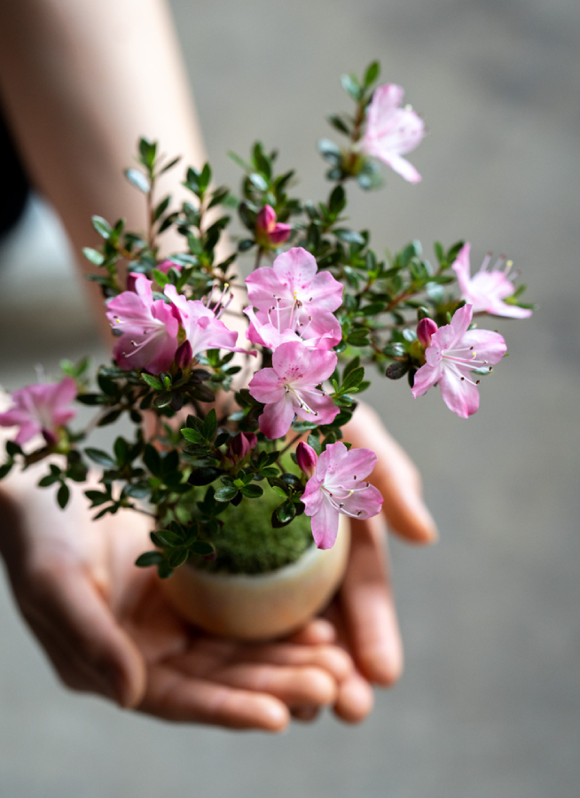 産地直送 盆栽 深山キリシマツツジ Mサイズ 鶴翁 鉢色 白／山形 石木花