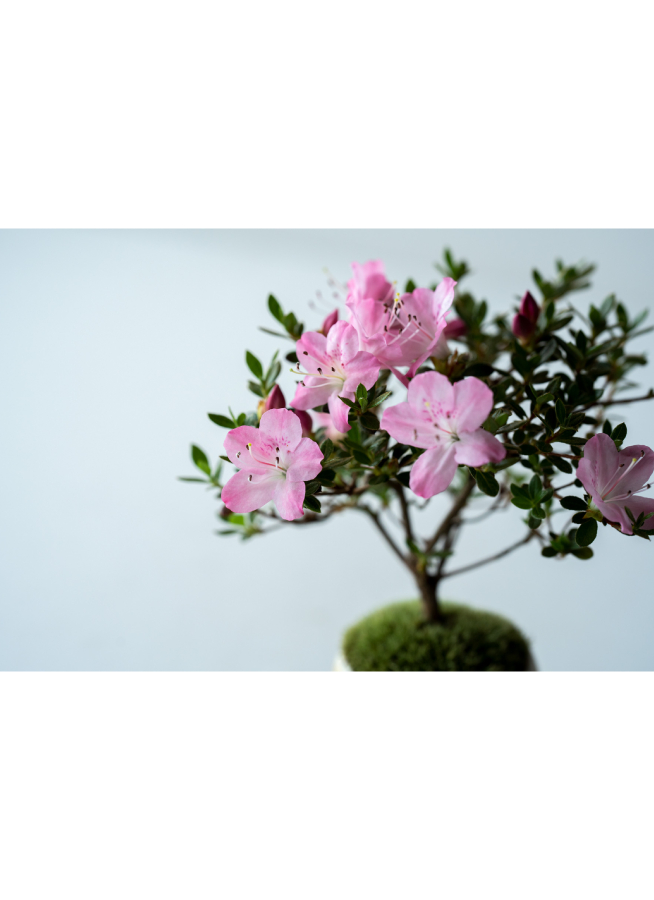 産地直送 盆栽 深山キリシマツツジ Mサイズ 鶴翁 鉢色 白／山形 石木花