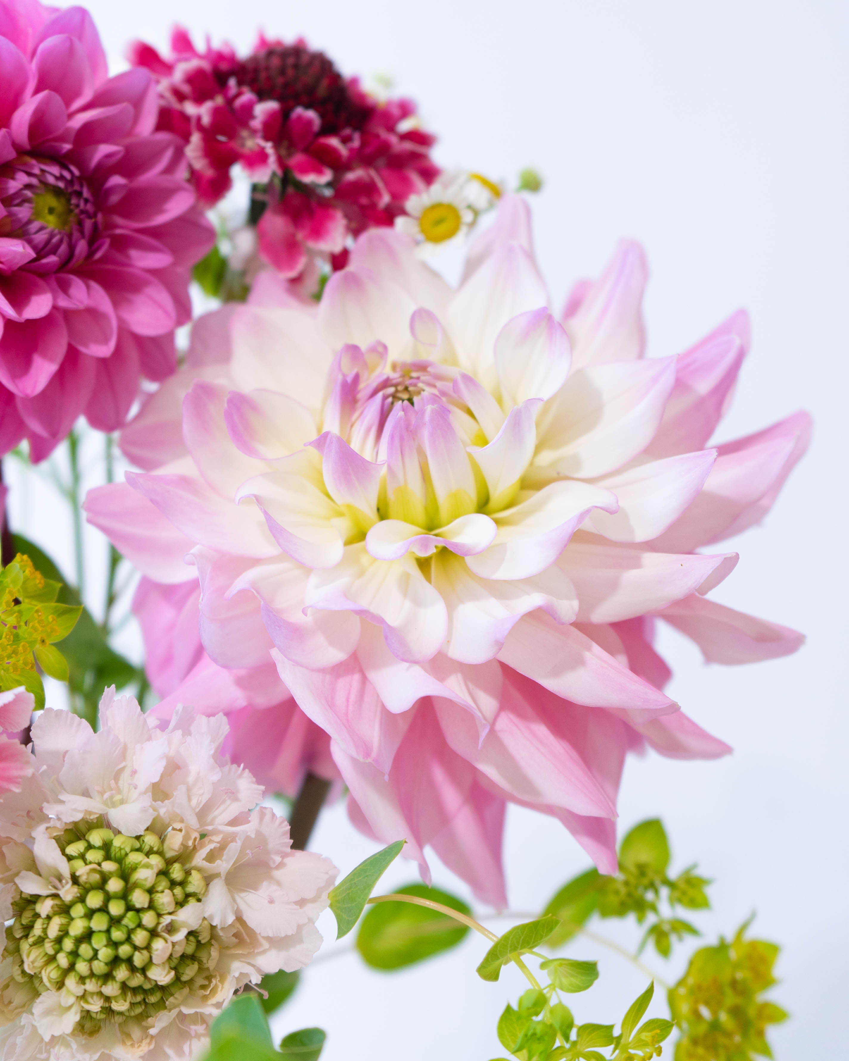 産地直送 ダリア スカビオサ 草花ミックス 花束 ピンク／千葉 金井園芸