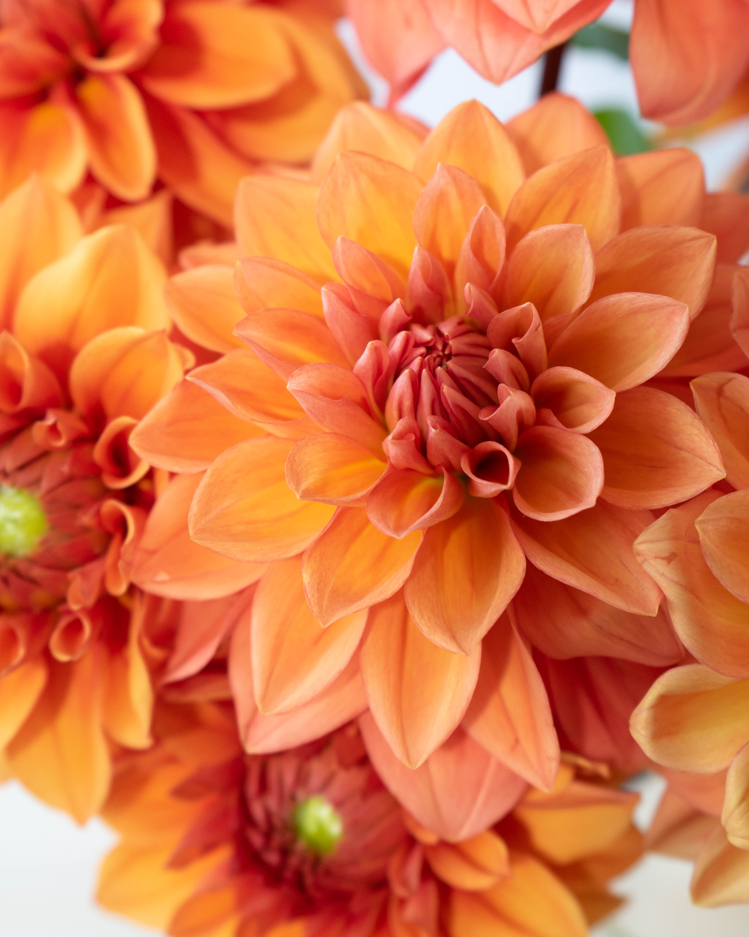 産地直送 ダリア花束 オレンジミックス S／千葉 金井園芸からお届け