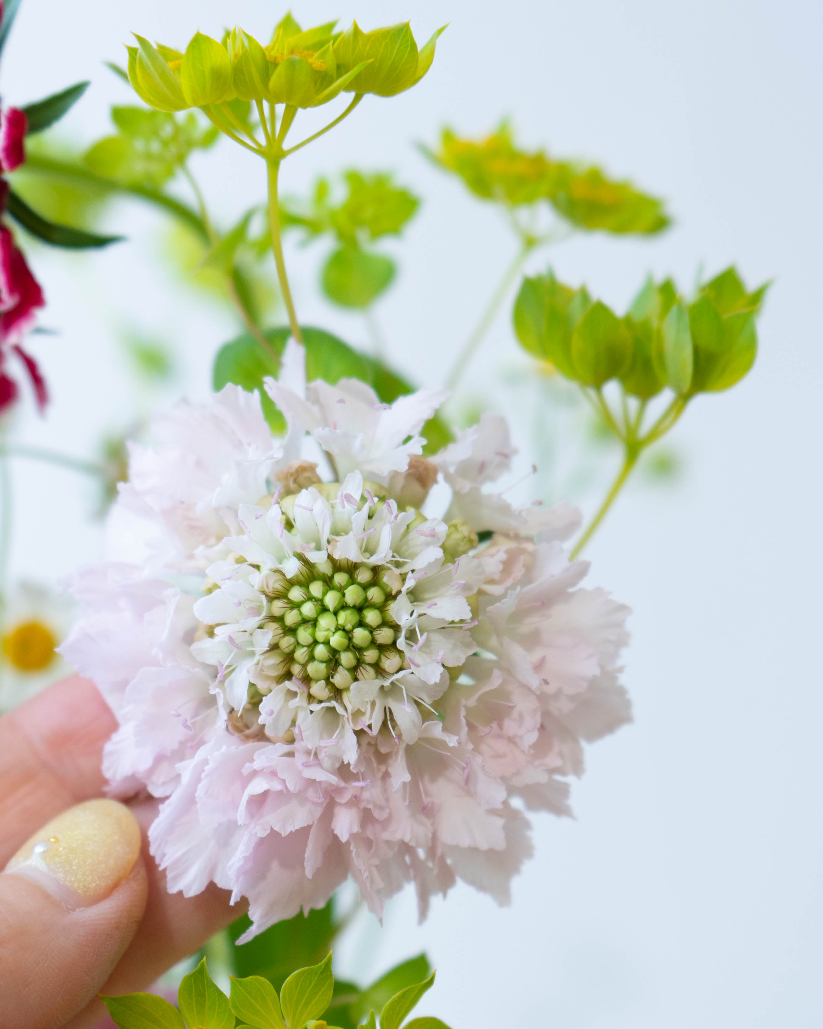 産地直送 スカビオサ 草花 花束 ミックス ／千葉 金井園芸からお届け