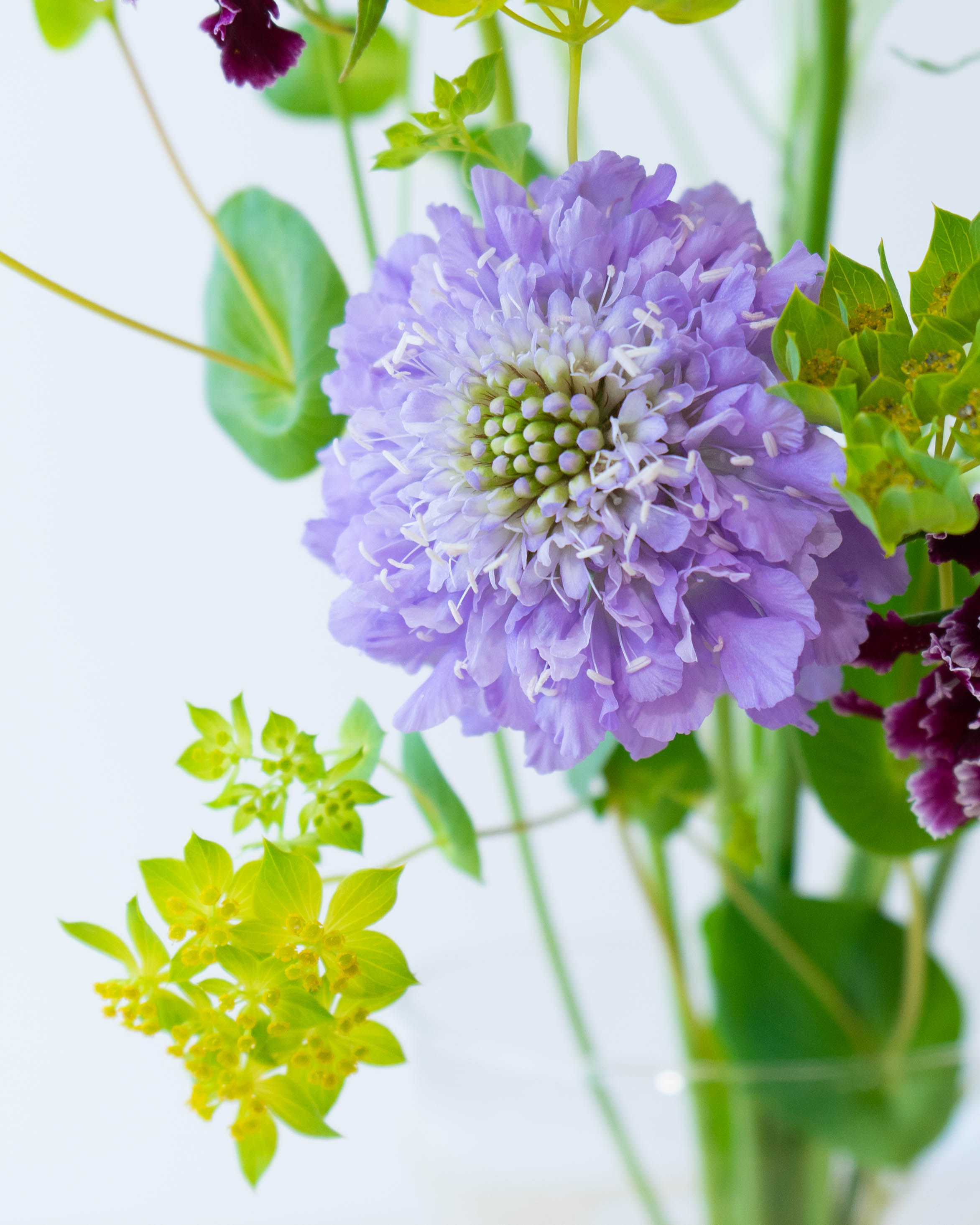 産地直送 スカビオサ 草花 花束 ミックス ／千葉 金井園芸からお届け