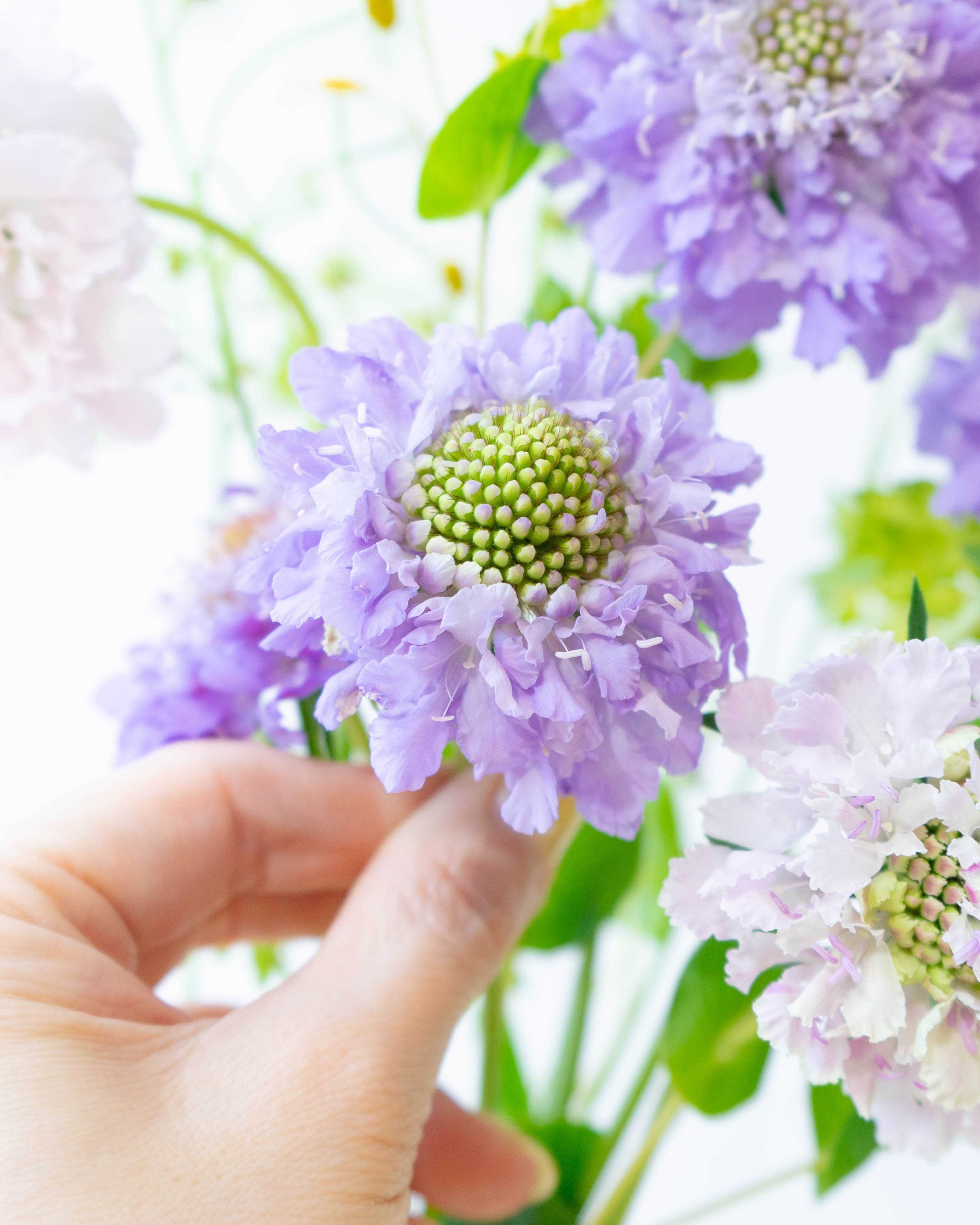 産地直送 スカビオサ 草花 花束 ラベンダー ／千葉 金井園芸からお届け