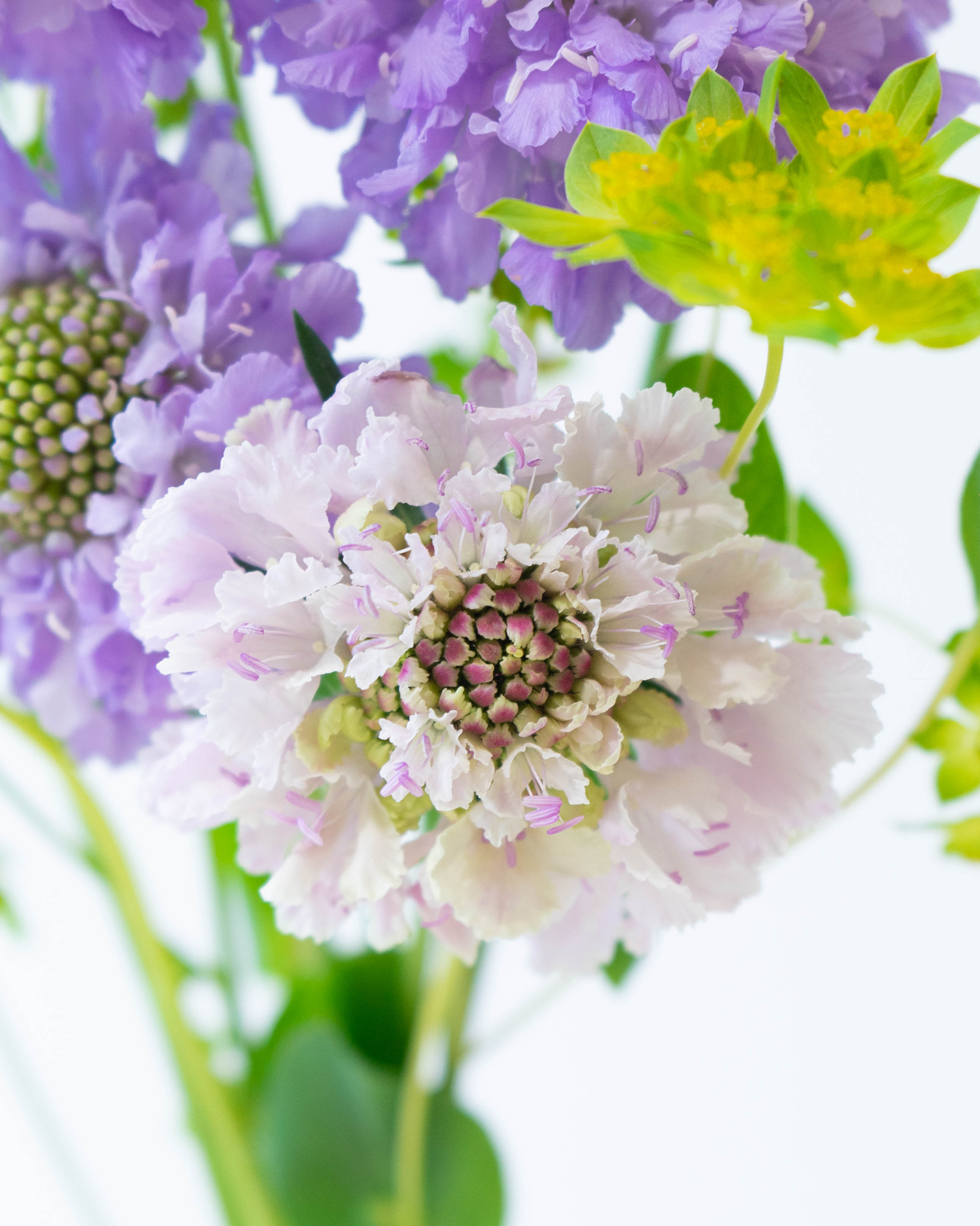 産地直送 スカビオサ 草花 花束 ラベンダー ／千葉 金井園芸からお届け