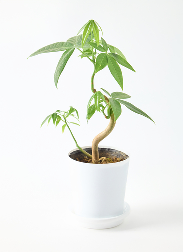 pachira-1960_0001.jpg?1744945087