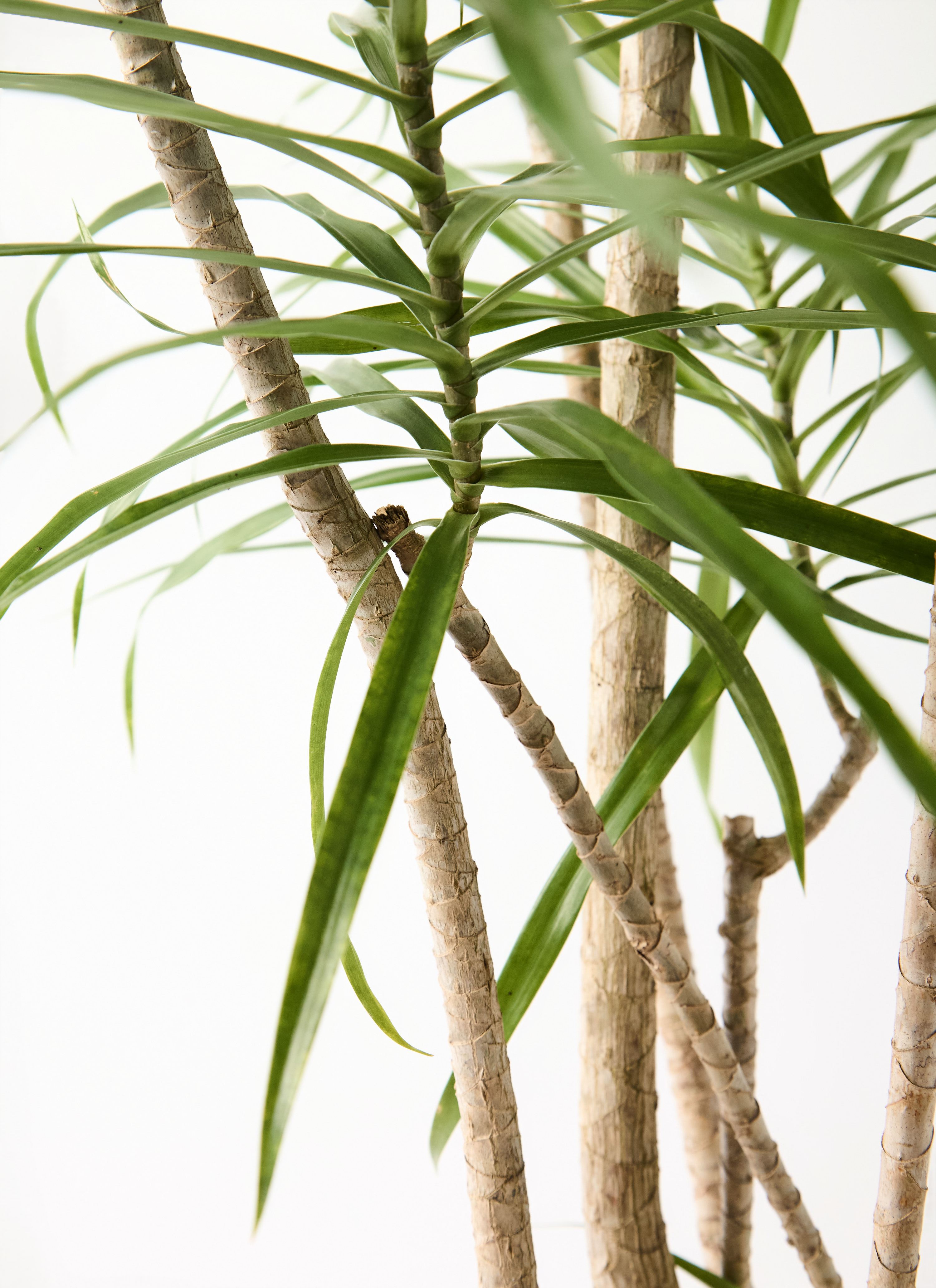 観葉植物 ドラセナ リフレクサ 8号 ネイチャーズキャスト