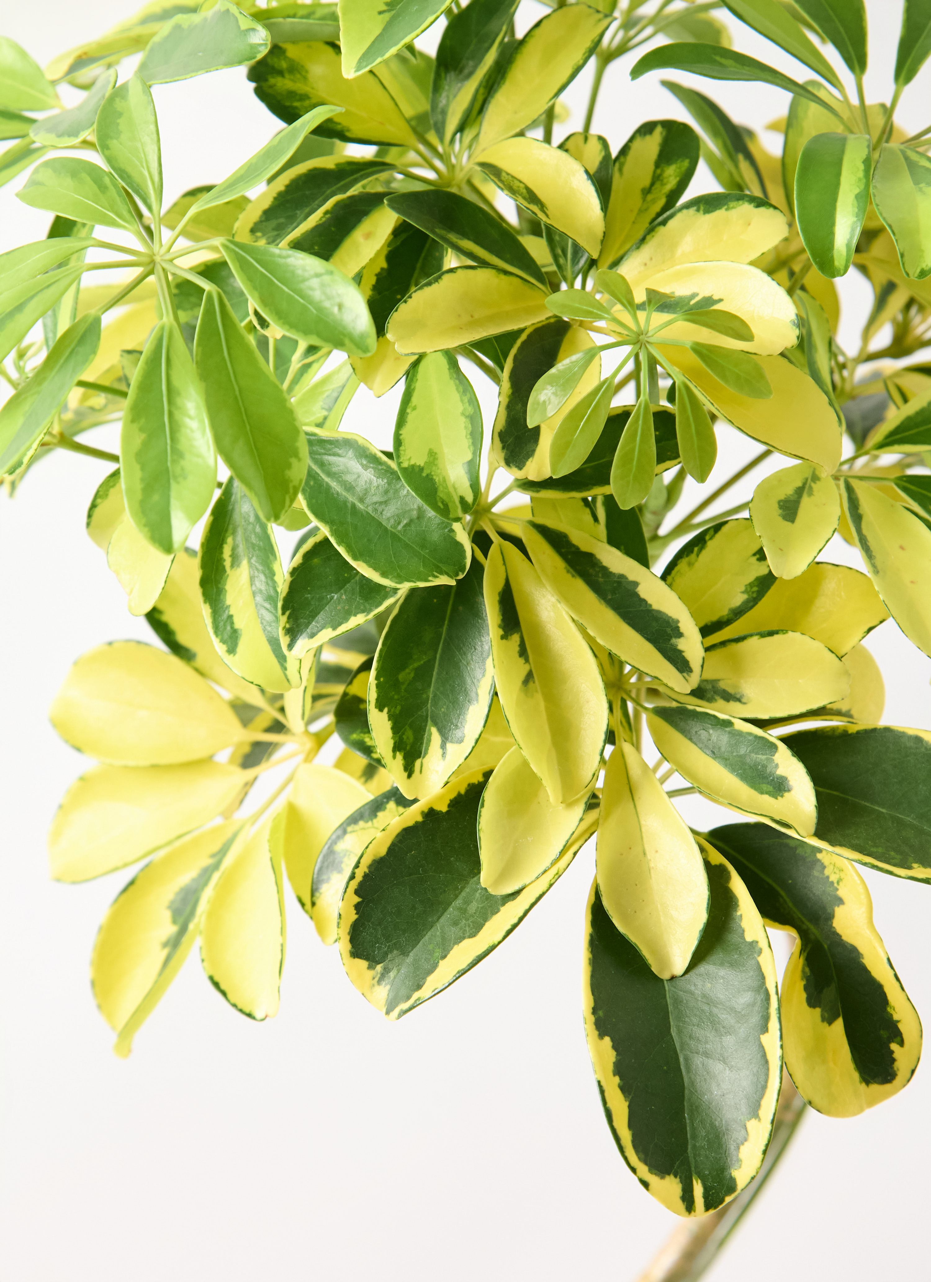 観葉植物 カポック（シェフレラ） 7号 ハッピーイエロー 曲り アート