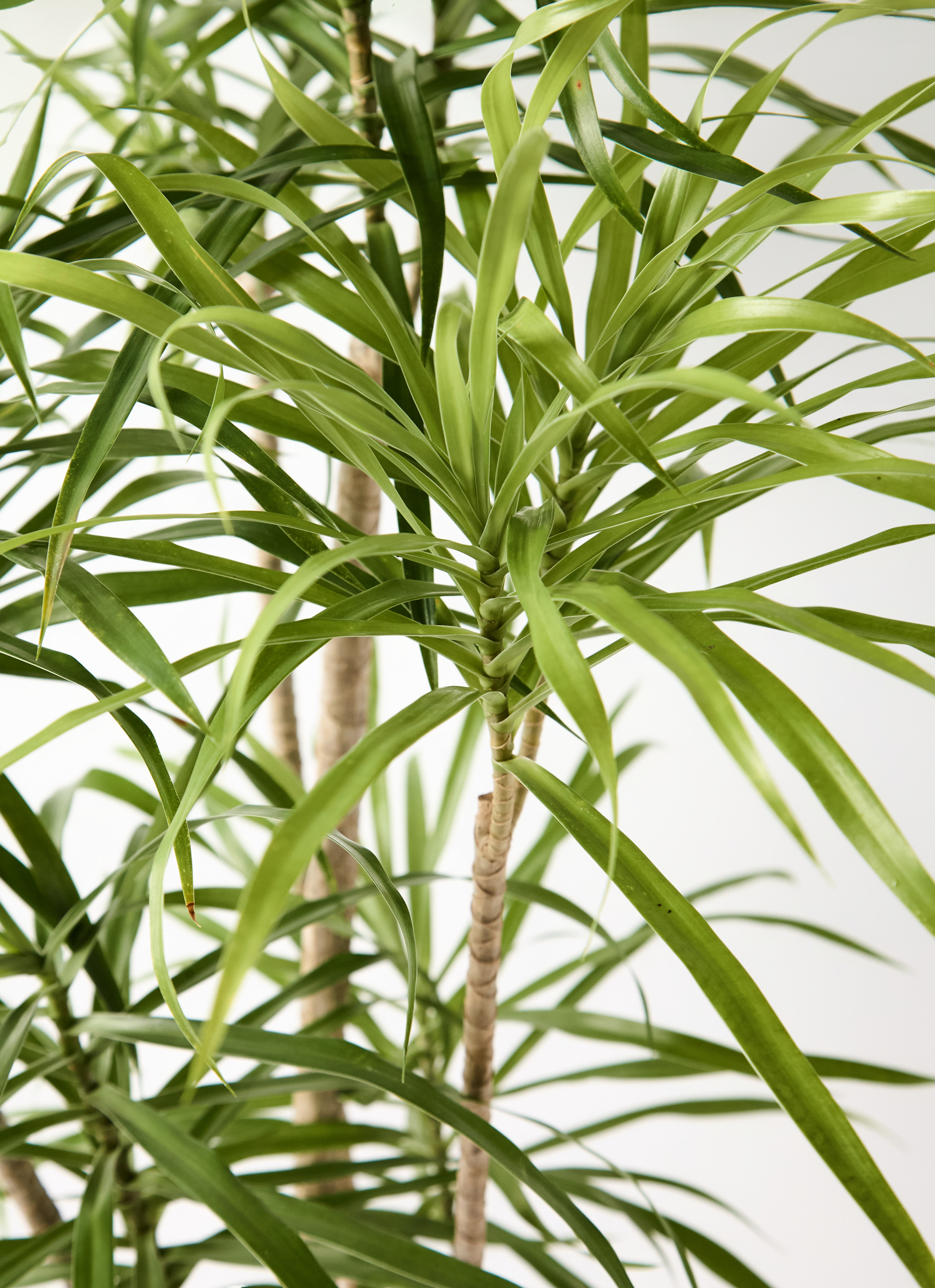 観葉植物 ドラセナ リフレクサ 8号 ネイチャーズキャスト