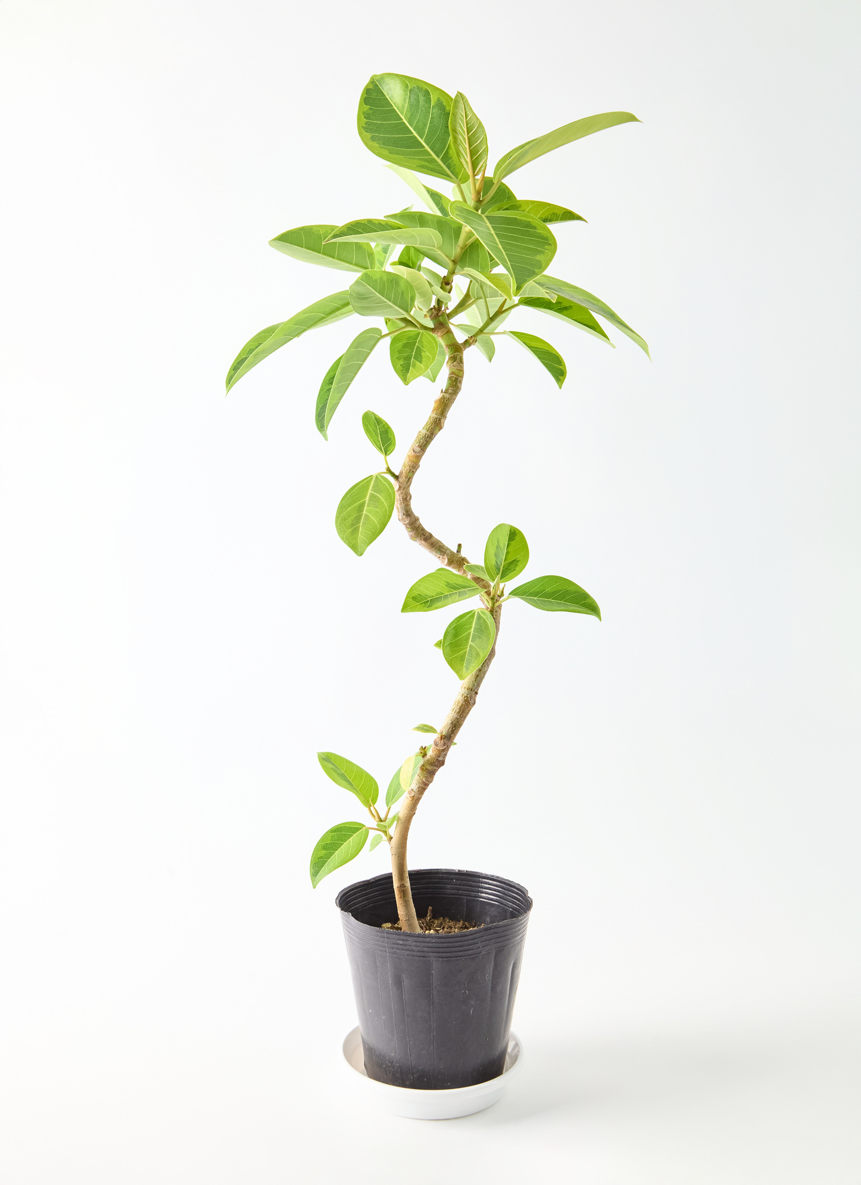 観葉植物 フィカス アルテシーマ 5号 曲り フォレスト トール ブラック