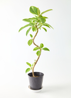 フィカス アルテシーマ プラスチック鉢 観葉植物 観葉植物 フィカス アルテシーマ 5号 曲り プラスチック鉢 | 観葉植物