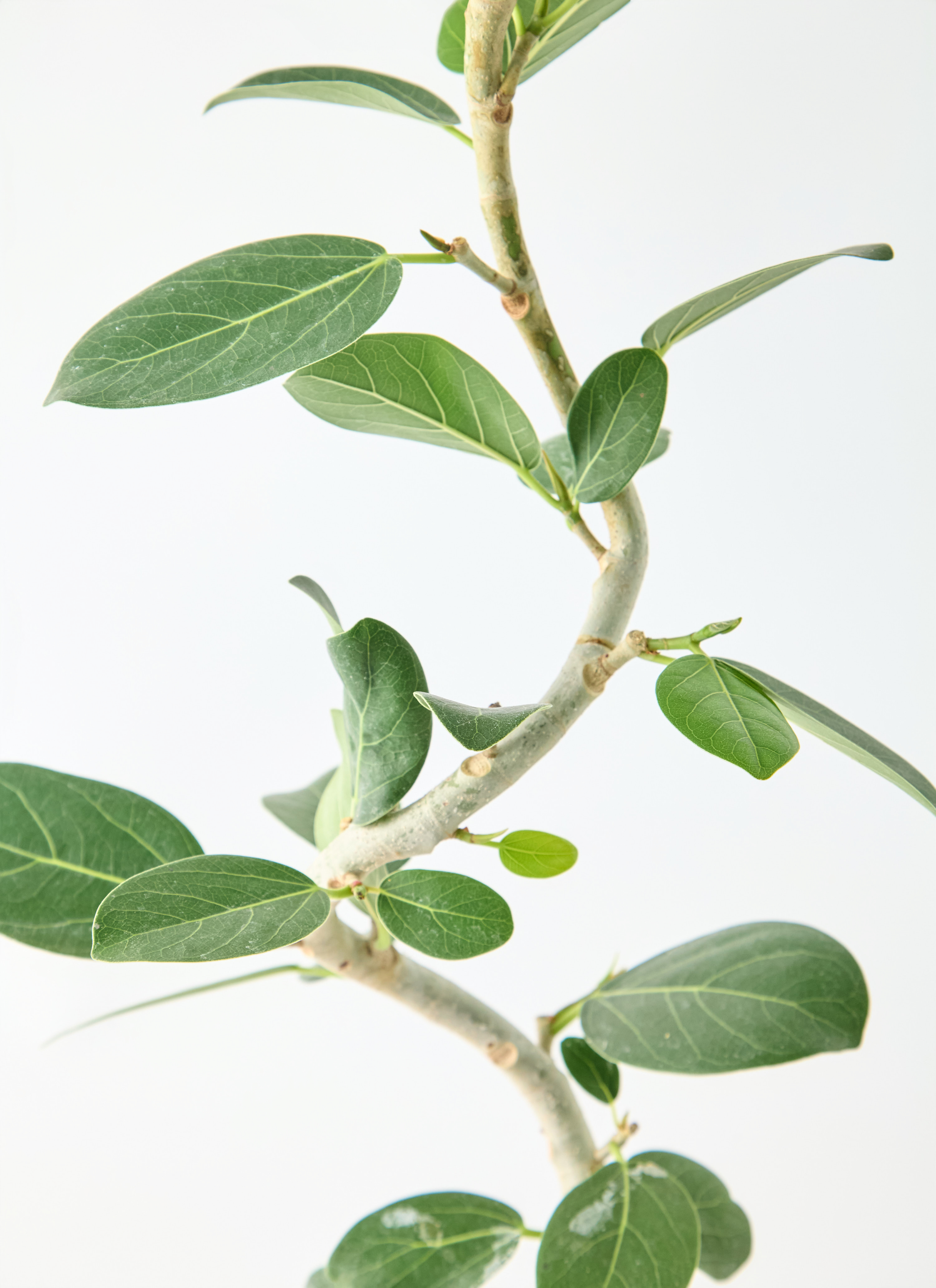 観葉植物 フィカス ベンガレンシス 5号 曲り プラスチック鉢 | 観葉