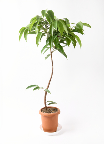 フィカス　アムステルダムキング　曲がり 観葉植物 フィカス アムステルダムキング 7号 曲り プラスチック