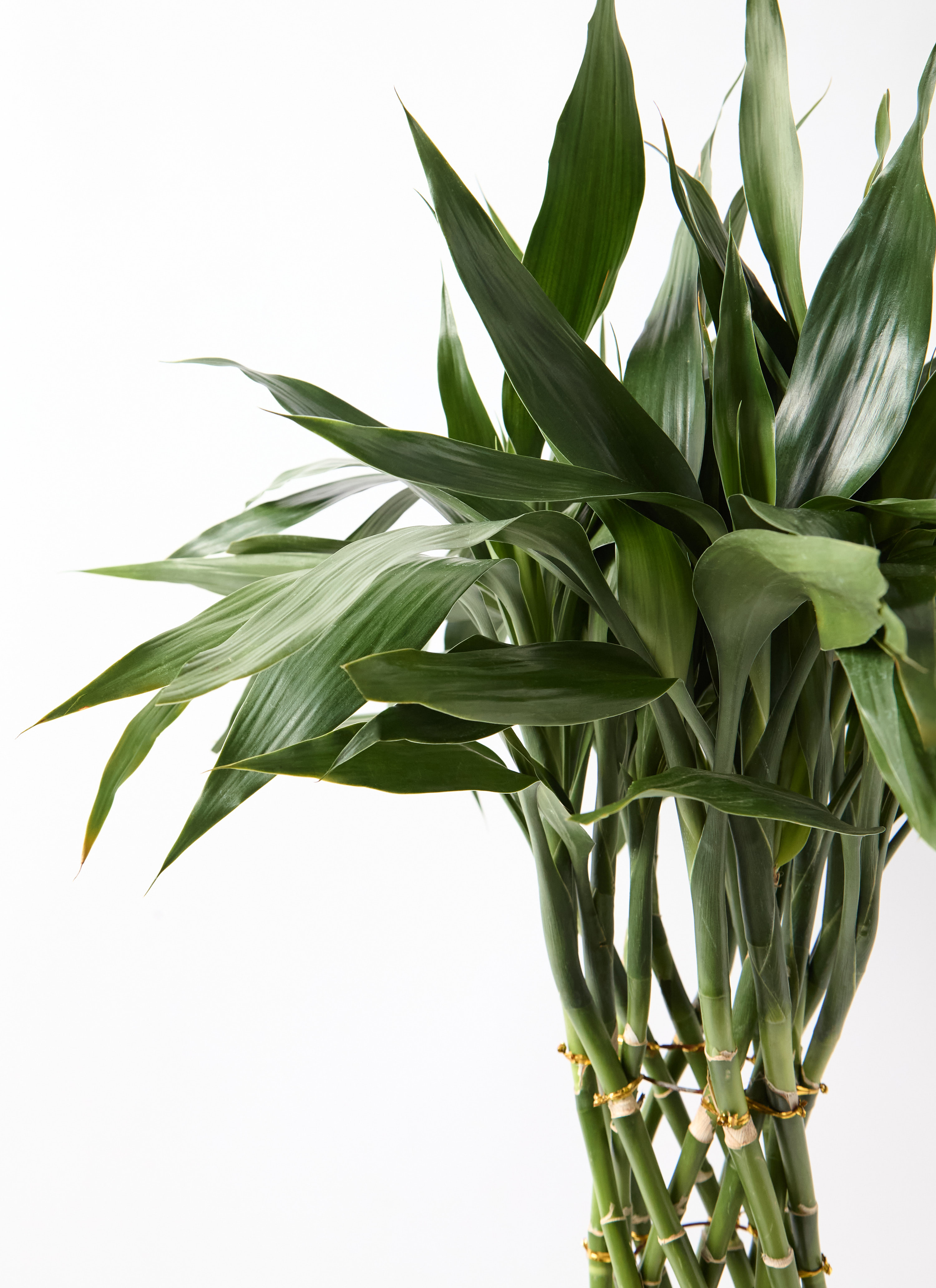 観葉植物 ドラセナ ミリオンバンブー（幸運の竹）8号 グリーン