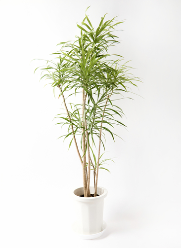 dracaena-reflexa-1_0001.jpg?