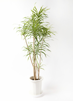 dracaena-reflexa-1_0001.jpg?