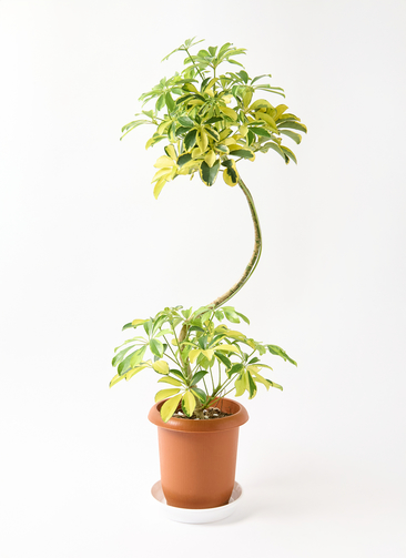 kapok-975_0001.jpg?1744945248