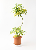 kapok-975_0001.jpg?1744945248