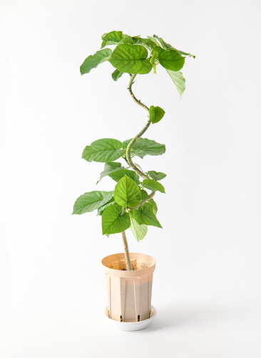 ficus-umbellata-1279_0001.jpg?