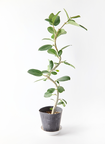 観葉植物 フィカス ベンガレンシス 5号 曲り プラスチック鉢 | 観葉