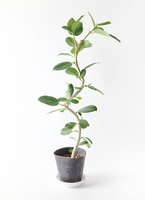 観葉植物 フィカス ベンガレンシス 5号 曲り プラスチック鉢 | 観葉