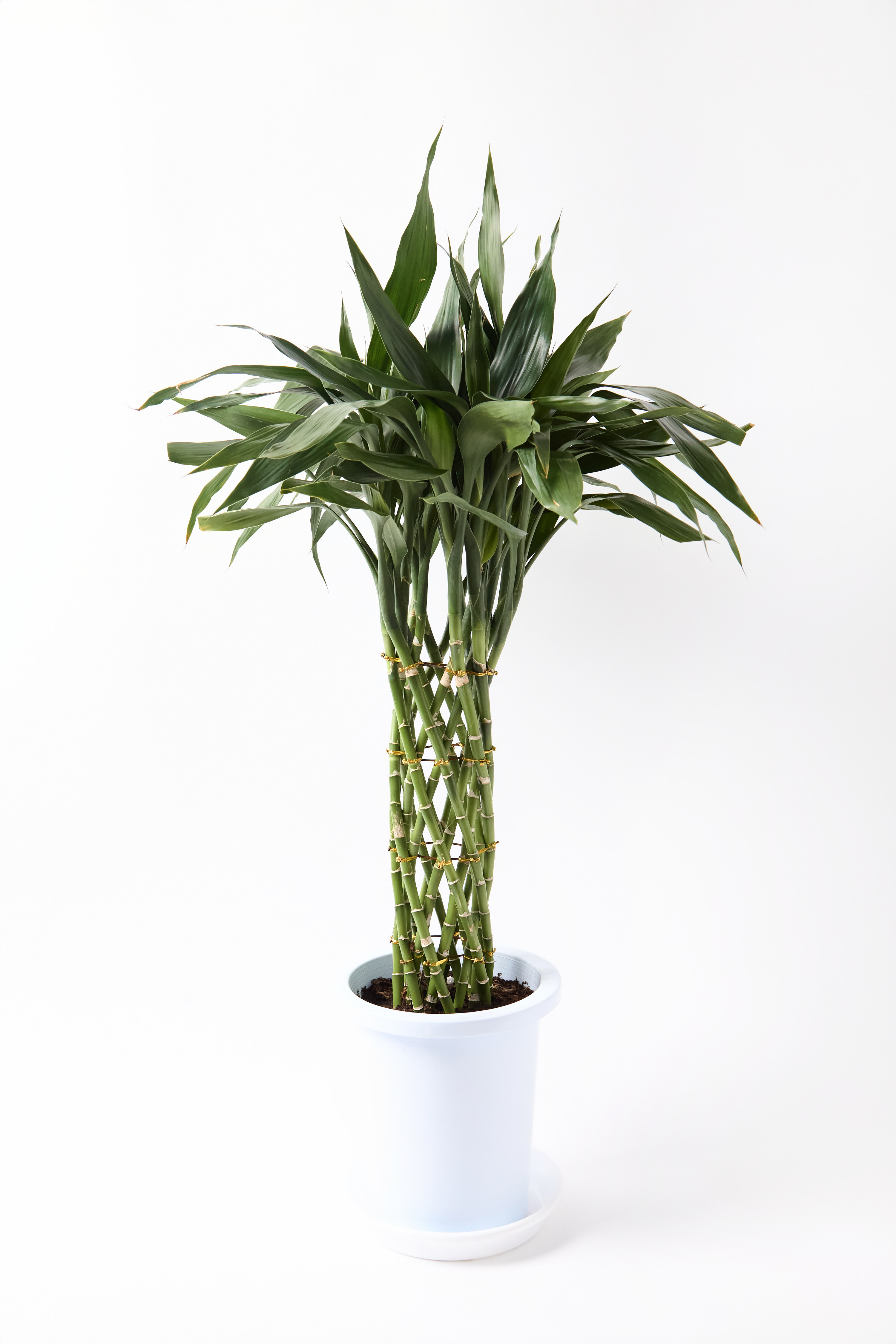 ミリオンバンブーご確認用 観葉植物 ドラセナ ミリオンバンブー（幸運の竹）8号 グリーン Eco