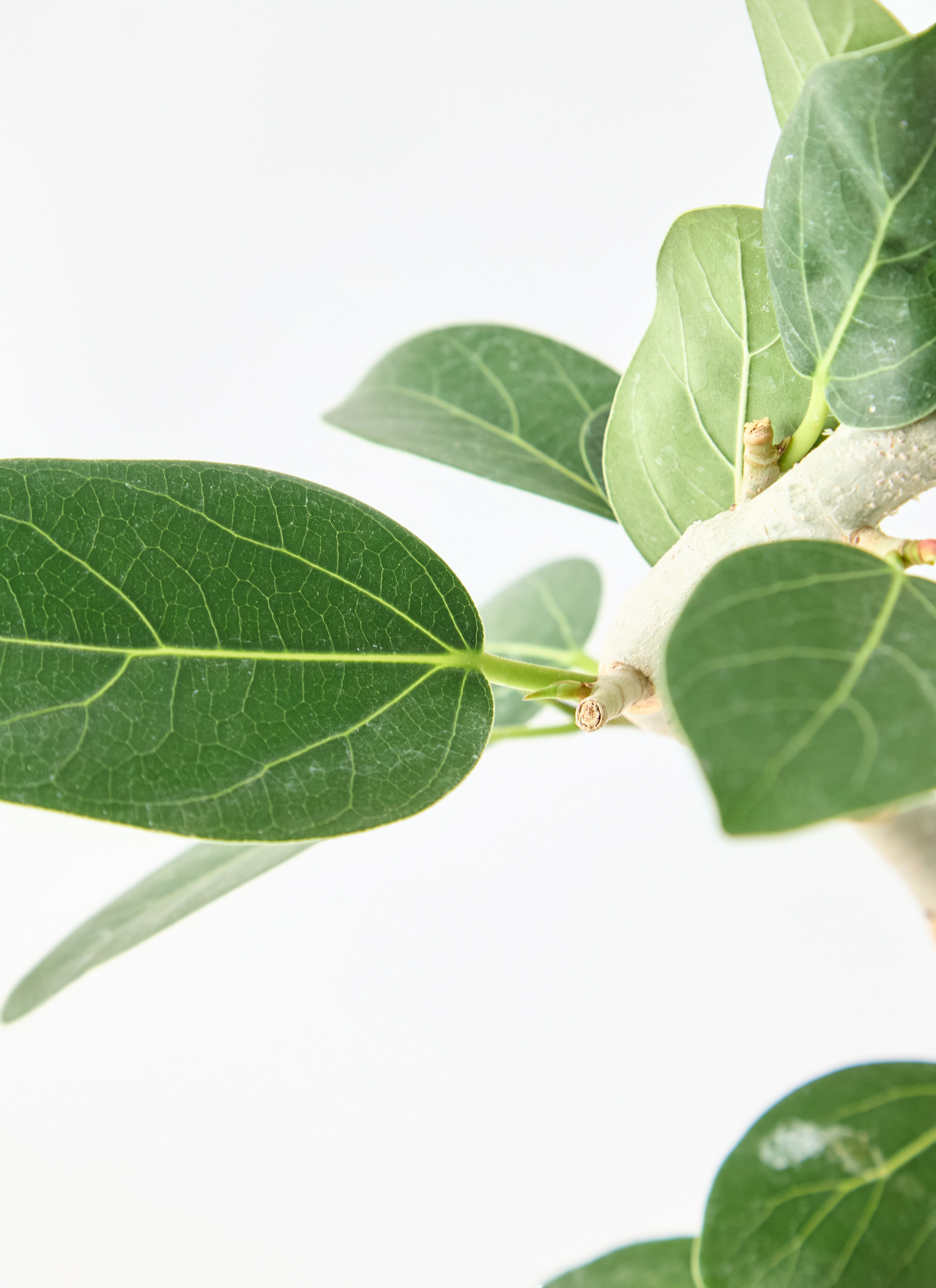 フィカス　ベンガレンシス5 観葉植物 フィカス ベンガレンシス 5号 曲り シリンダーポット 付き