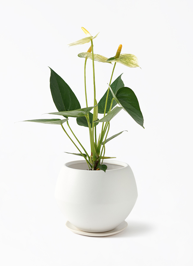 ovo★彡植物で癒されて様予約済み　サブテラネウム三点 ovo☆彡植物で癒されて様予約済み サブテラネウム三点