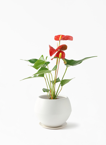 Y*e様 【ラスト小葉/安心の発根済株/鉢込/新芽3か所程度】 斑入り パンダガ インテリアグリーンのケアブランド「MY PLANTS」に葉面洗浄