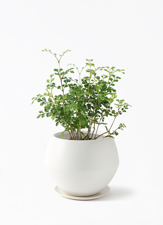 観葉植物 シマトネリコ 3号 マリナ 白 L 付き | 観葉植物なら