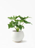 philodendron-selloum-338_1.jpg