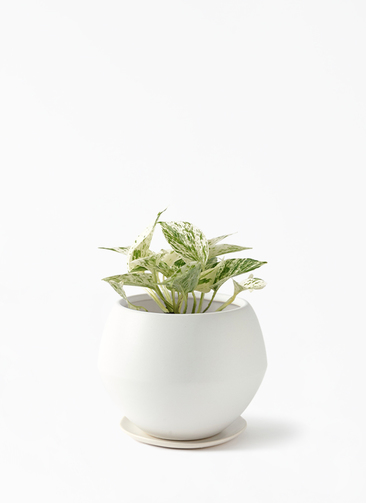 観葉植物 ポトス 3号 斑入り Color Crack(カラークラック) 付き