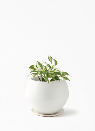 観葉植物 ポトス エンジョイ 3号 エンジョイ Color Crack(カラー