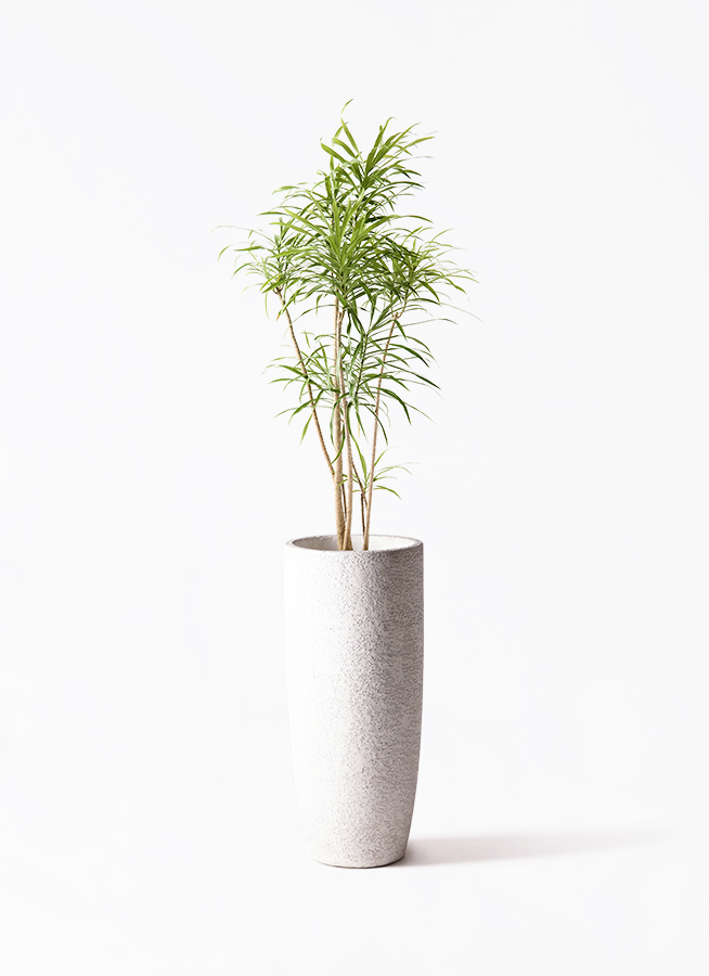 観葉植物 ドラセナ リフレクサ 8号 ジュピター 白 付き | 観葉