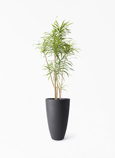 観葉植物 ドラセナ リフレクサ 8号 フォレストトール ブラック 付き