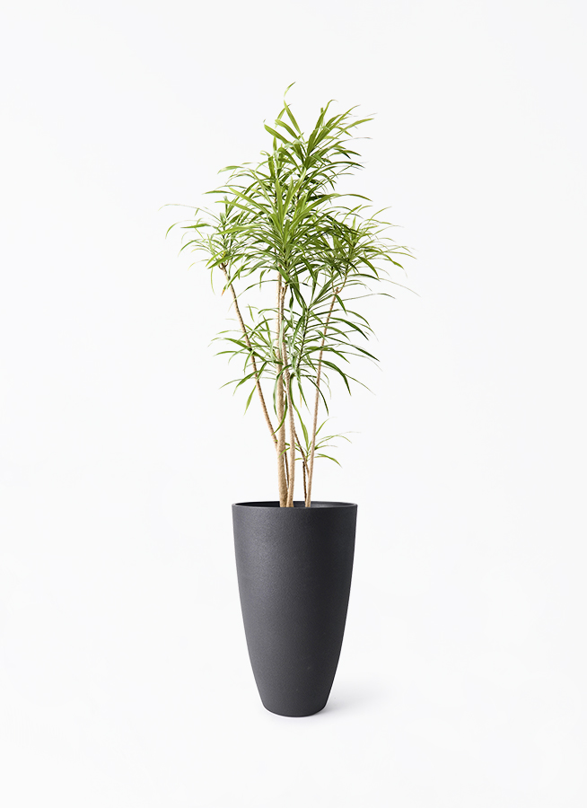 dracaena-reflexa-102_1.jpg?
