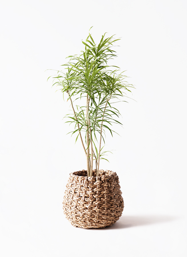 観葉植物 ドラセナ リフレクサ 8号 ラスターポット 付き | 観葉植物