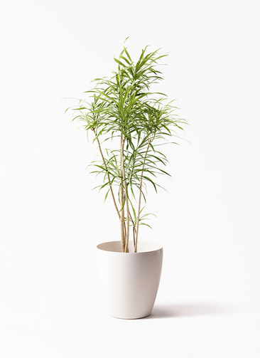 dracaena-reflexa-3_1.jpg?