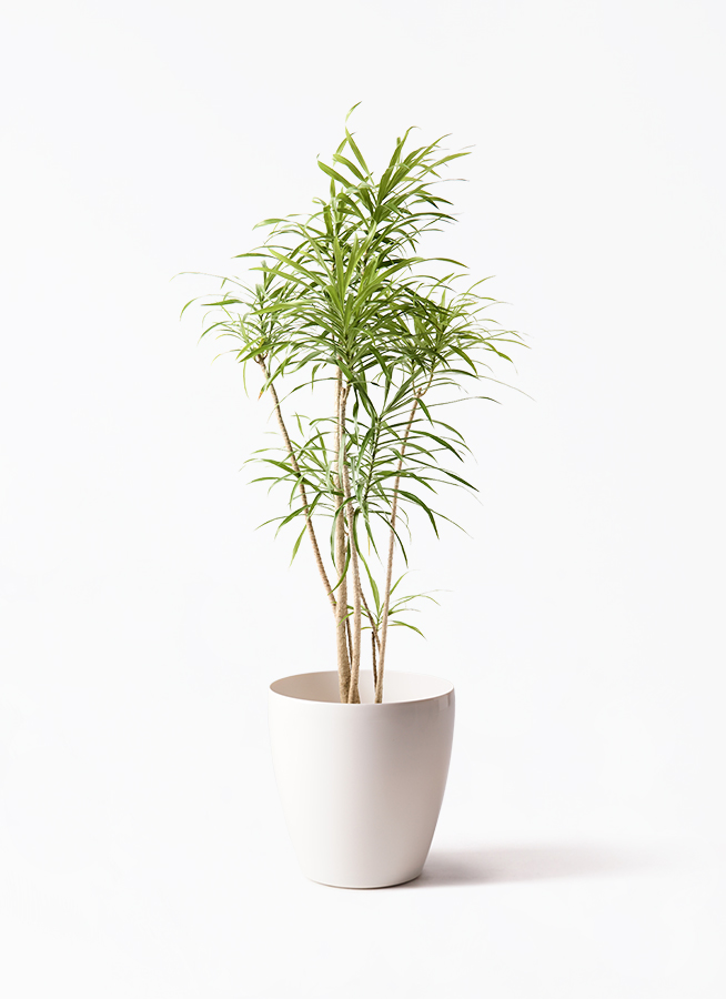 観葉植物 ドラセナ リフレクサ 8号 エステリ グリーン 付き
