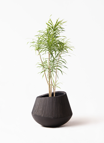 観葉植物 ドラセナ リフレクサ 8号 エディラウンド 黒 付き | 観葉植物