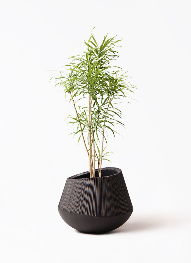 観葉植物 ドラセナ リフレクサ 7号鉢 120センチ 美形 優良株 写真現物 現品］【希少】39番 ドラセナ リフレクサ グリーンソング